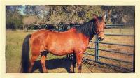 Stolen bay horse